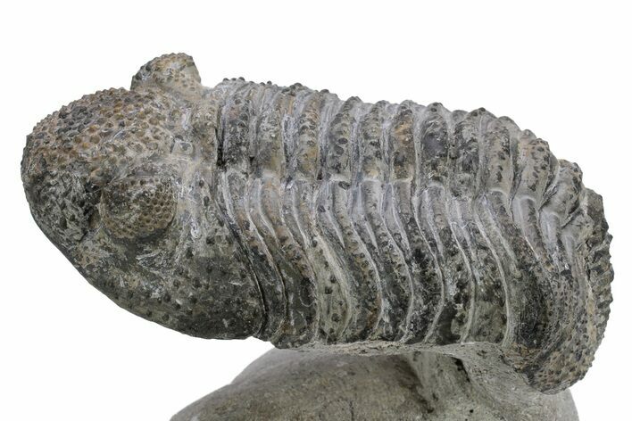 Drotops Trilobite With White Patina - Mrakib, Morocco #235802